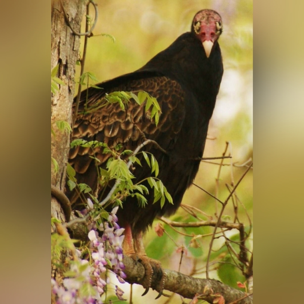5x7 Original Natural Photography Turkey Vulture & Wisteria Morbid Photo …